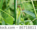 A couple of Atractomorpha lata perching on the grass 86718811