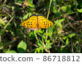 Indian Fritillary that spreads its wings and stops 86718812