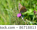 Silver-washed fritillary visiting thistle 86718813