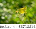 Colias erate visiting flowers 86718814