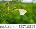 Cabbage white butterfly visiting flowers 86718815