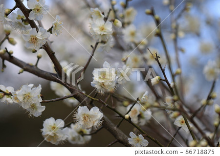 Plum 0056 Plum 0056 86718875