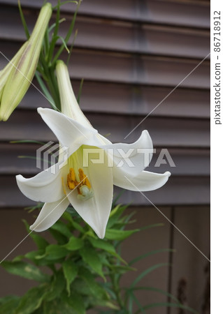 百合 86718912