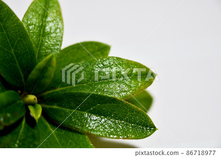 Wakafui image 86718977