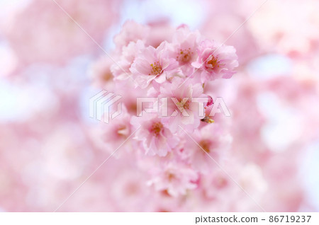 喜多方日中線紅西出櫻 喜多方日中線紅西出櫻 86719237