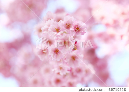 喜多方日中線紅西出櫻 喜多方日中線紅西出櫻 86719238