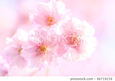 喜多方日中線紅西出櫻 喜多方日中線紅西出櫻 86719239