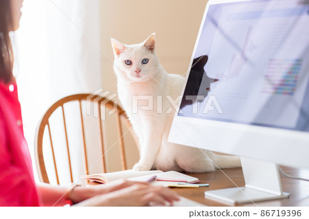 Telework women and cats 86719396