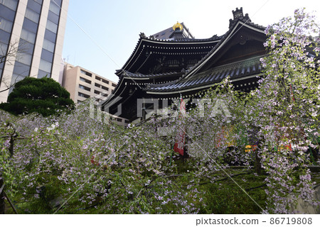 Hakkokudo Omiyuki櫻花樹 Hakkokudo Omiyuki櫻花樹 86719808