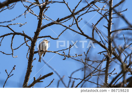 Lark perched on a branch, Kakuda City, Miyagi Prefecture Lark perched on a branch, Kakuda City, Miyagi Prefecture 86719828