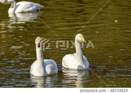 Tundra swan approaching for food, Ogawara Town, Miyagi Prefecture Tundra swan approaching for food, Ogawara Town, Miyagi Prefecture 86719829