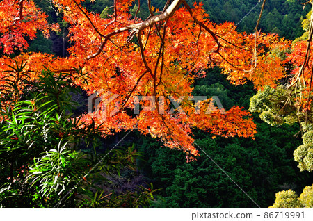 Kawazu Nanataki / Autumn leaves 86719991