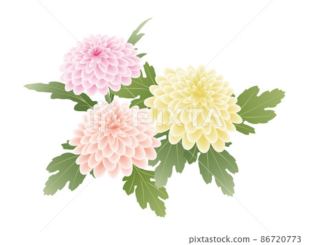 Chrysanthemum flowers-yellow, orange, pink 86720773