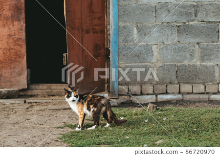Three color lucky cat with tortoiseshell coloring in front of a farm Three color lucky cat with tortoiseshell coloring in front of a farm 86720970