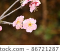 Plum blossoms 86721287