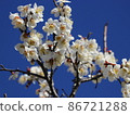 Plum blossoms 86721288