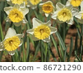 Narcissus 86721290