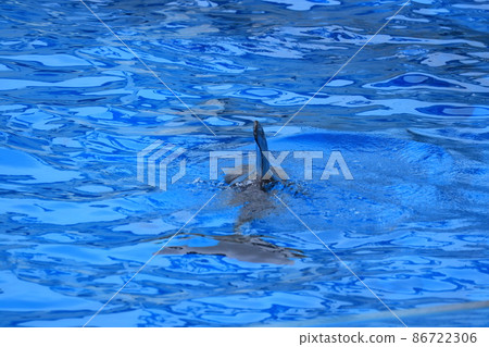 海豚和水族館 86722306