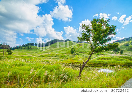 Summer plateau Tonomine plateau Japanese pampas grass Susuki Tonomine plateau Japanese pampas grass trip 86722452
