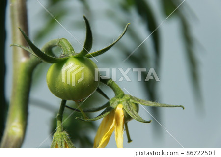 Mini tomato fruit (veranda gardening) Mini tomato fruit (veranda gardening) 86722501