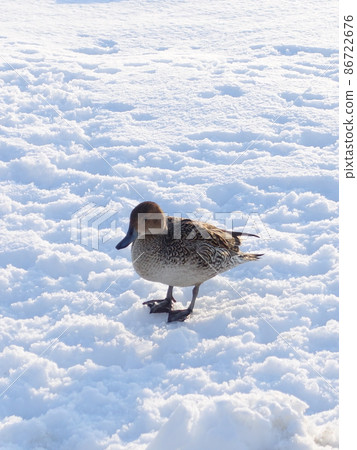 冬鳥候鳥鴨 86722676