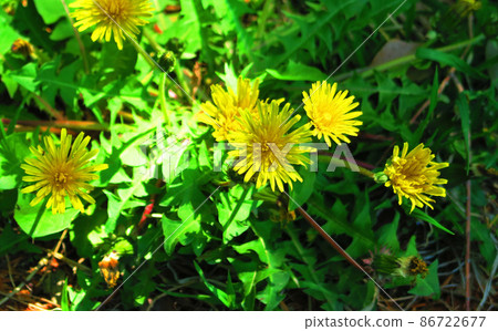 蒲公英花 86722677