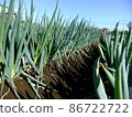 Onion field 86722722