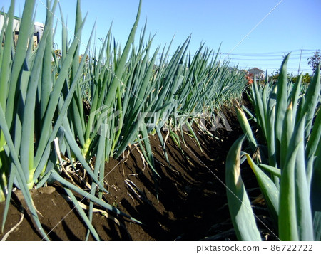 Onion field Onion field 86722722