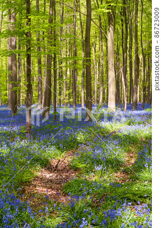 Hallerbos on a sunny spring afternoon Hallerbos on a sunny spring afternoon 86723009
