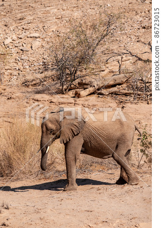 Closeup of a Desert Elephant in Namibia Closeup of a Desert Elephant in Namibia 86723015