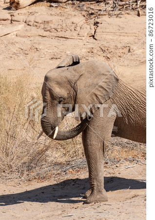 Closeup of a Desert Elephant in Namibia 86723016