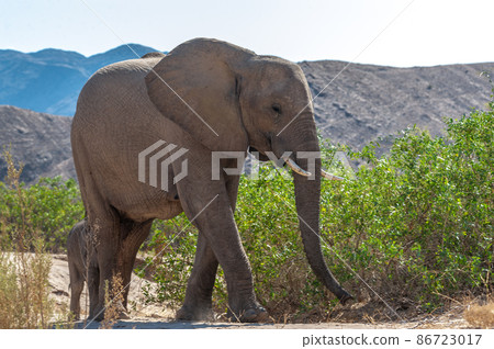Closeup of a desert elephant in the Namibian Desert Closeup of a desert elephant in the Namibian Desert 86723017