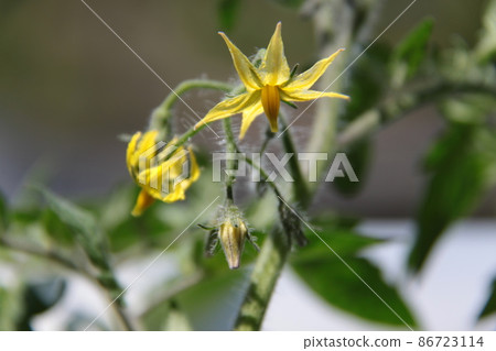 Tomato flower (veranda gardening) 86723114