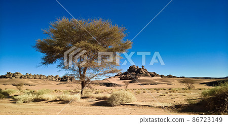 Desert Landscape with Acacia in Moul Naga valley at in Tassili nAjjer national park in Algeria Desert Landscape with Acacia in Moul Naga valley at in Tassili nAjjer national park in Algeria 86723149
