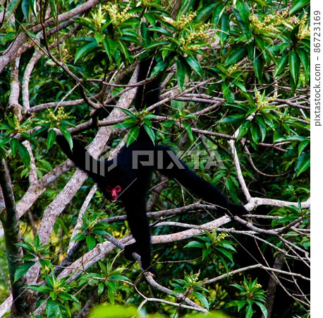 Spider monkey male swinging on the tree branch,Kanuku Mountains, Spider monkey male swinging on the tree branch,Kanuku Mountains, 86723169