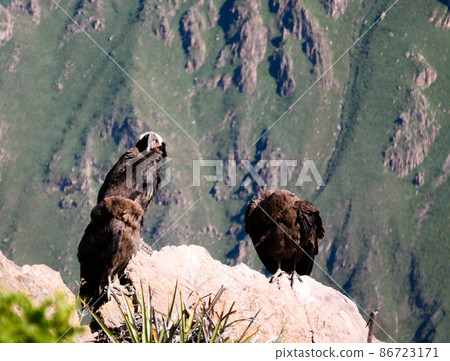 Condors above the Colca canyon at Condor Cross or Cruz Del Condor viewpoint, Chivay, Peru Condors above the Colca canyon at Condor Cross or Cruz Del Condor viewpoint, Chivay, Peru 86723171