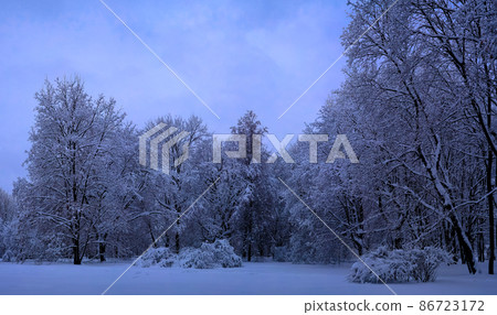 mixed forest in the Kolomenskoye estate after snowfall, Moscow, Russia mixed forest in the Kolomenskoye estate after snowfall, Moscow, Russia 86723172