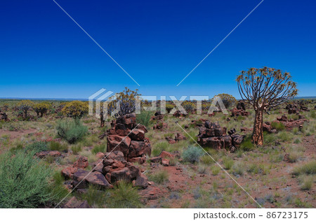 Quiver tree or kokerboom forest and giants sports ground near Keetmanshoop, Namibia 86723175