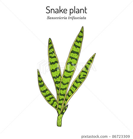 Snake plant or mother-in-laws tongue Dracaena trifasciata , ornamental and medicinal plant Snake plant or mother-in-laws tongue Dracaena trifasciata , ornamental and medicinal plant 86723309