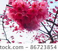Heart-shaped cherry blossoms 86723854