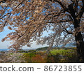 Sakura and Mt. Amanoka seen from Amakashi-no-oka 86723855