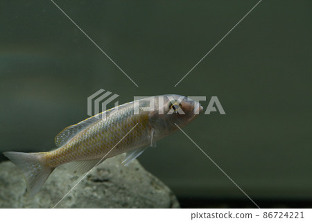 Buccochromis spectabilis Buccochromis spectabilis 86724221