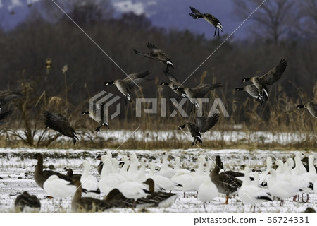 Cackling goose, a goose companion with a fashionable black-and-white pattern, is a waterfowl that arrives in Hachirogata, Akita Prefecture, and Izunuma, Miyagi Prefecture in the middle of winter. 86724331