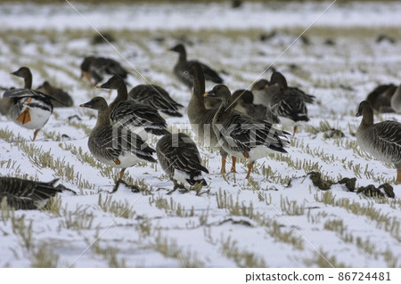 A migratory bird that flock in the snowy tanks of midwinter in Hachirogata, Akita Prefecture, a large geese companion, the Greater White-fronted Goose and the Bean Goose. 86724481