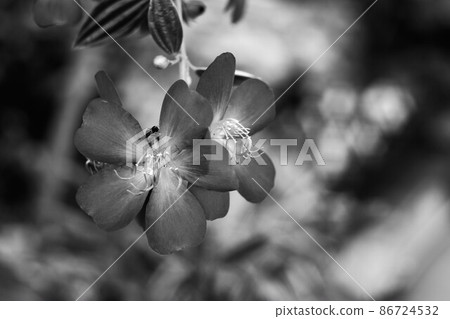 Flower photo monochrome Flower photo monochrome 86724532