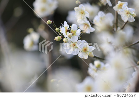 梅花0057 梅花0057 86724557