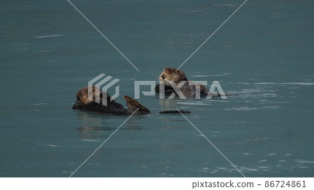 Summer trip to Alaska, USA 86724861