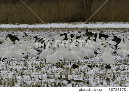 一群雪雁,美麗的白色水鳥,來到日本北部的稻田,如北海道和秋田縣八郎形。 一群雪雁,美麗的白色水鳥,來到日本北部的稻田,如北海道和秋田縣八郎形。 86725178