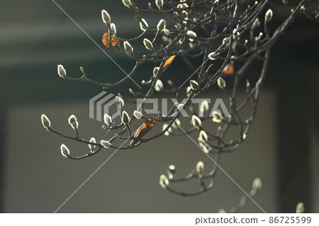 閃亮的芽 86725599