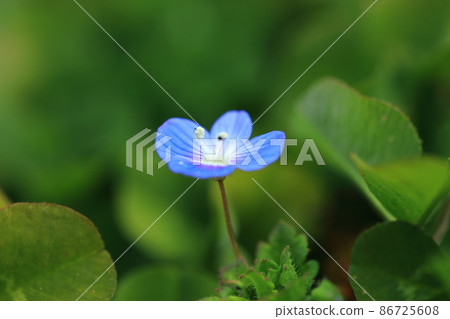 波斯Speedwell 波斯Speedwell 86725608